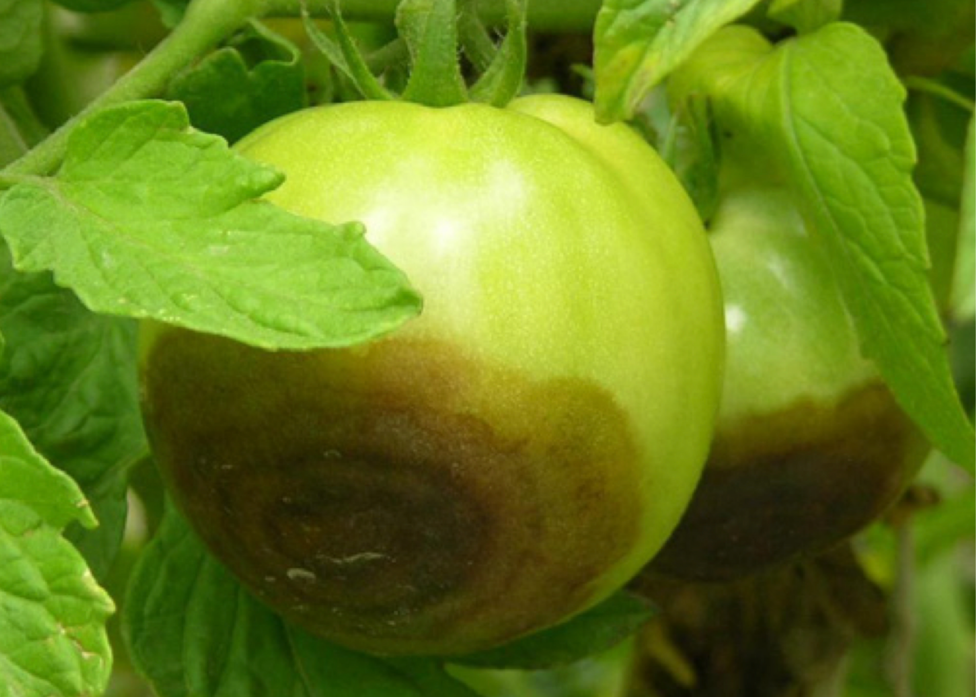 Buckeye rot in green tomato.